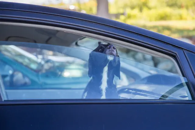 Dog in car