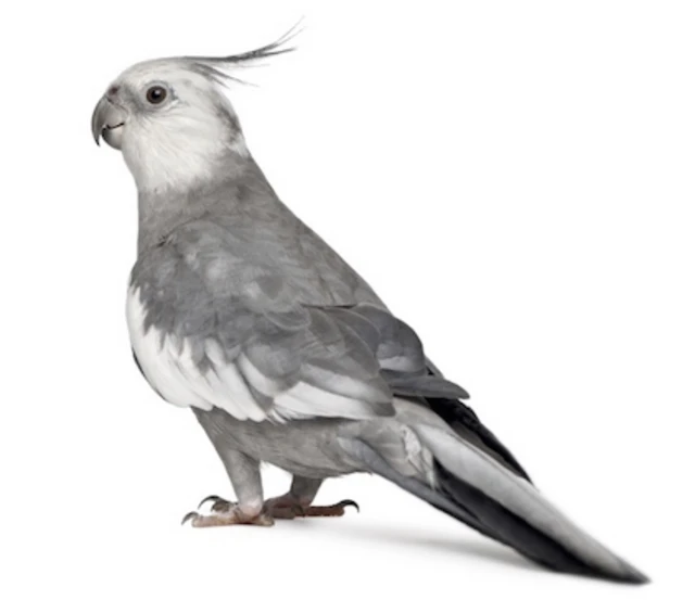 cockatiel