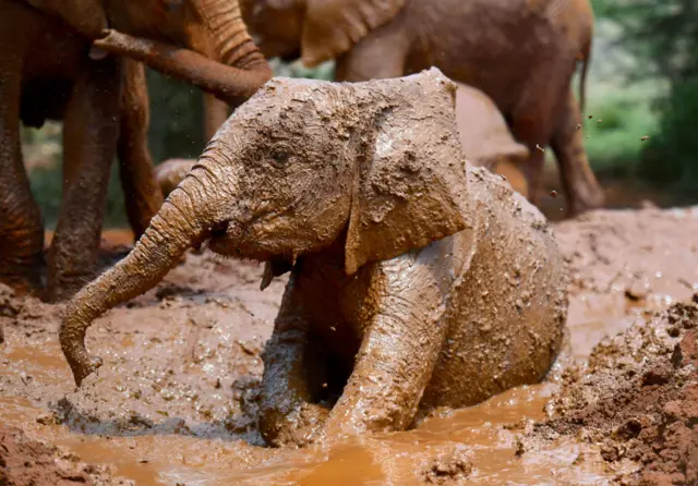 An African elephant calf bathes its skin in mud