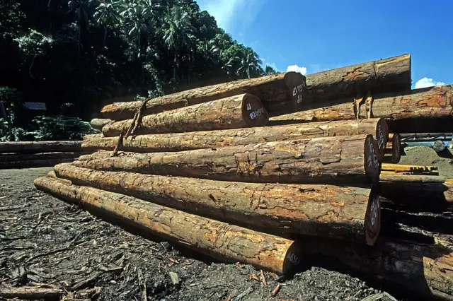 Logs of Pacific rosewood (Pterocarpus indicus), taken from rainforest. Solomon Islands.