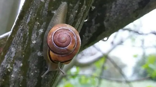 Snail in Solihull