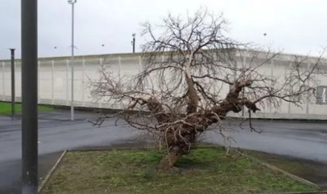 Mulberry tree