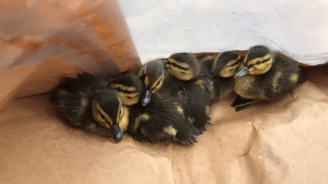 The ducklings