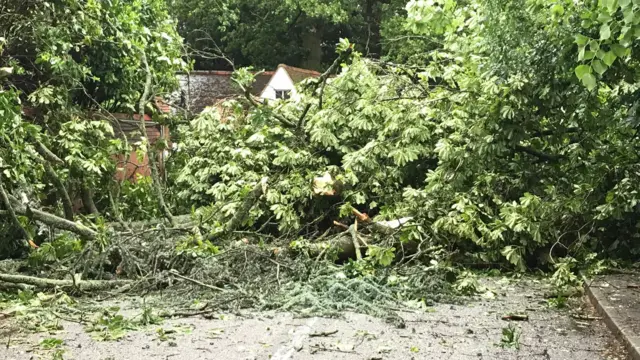 Fallen tree in Ashby Folville