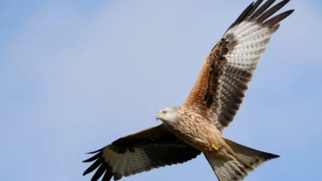 A red kite