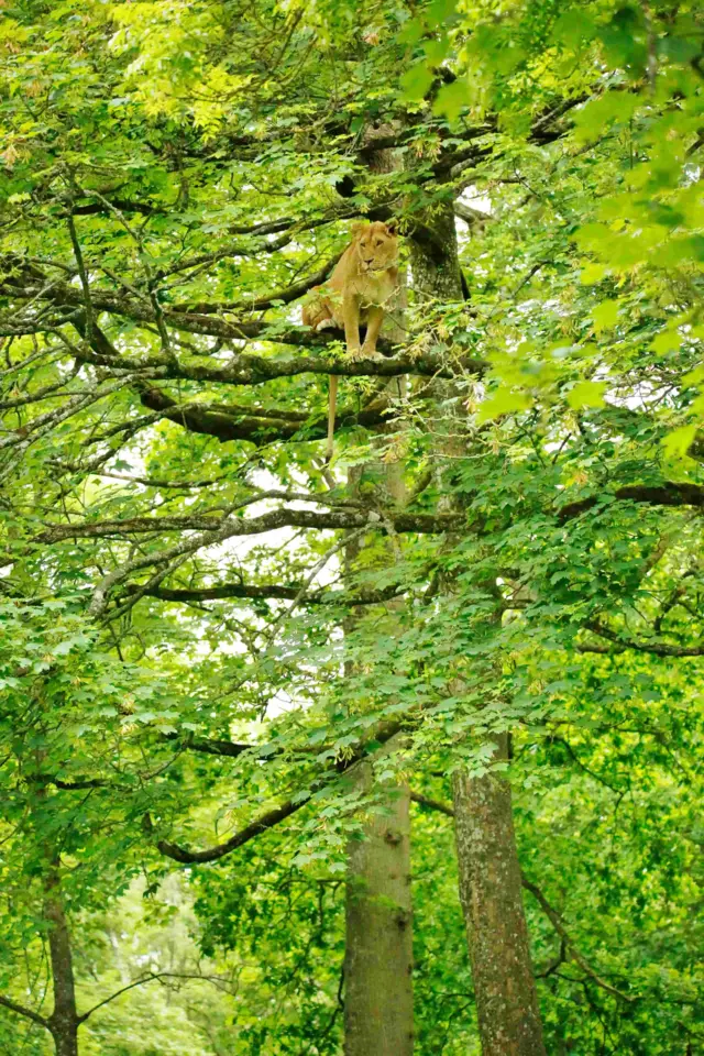 Lion in a tree