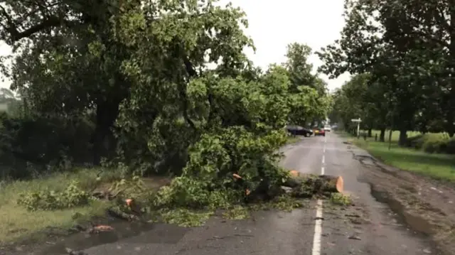 Fallen tree in Wistow