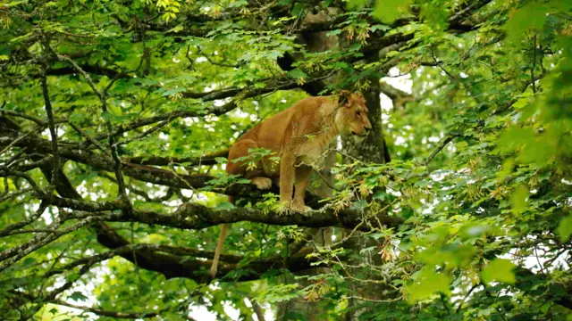 Lion in a tree