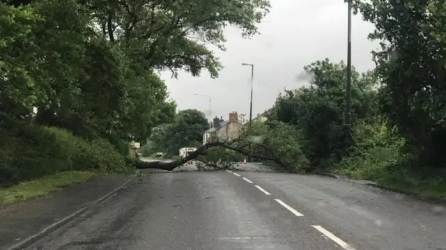 Fallen tree