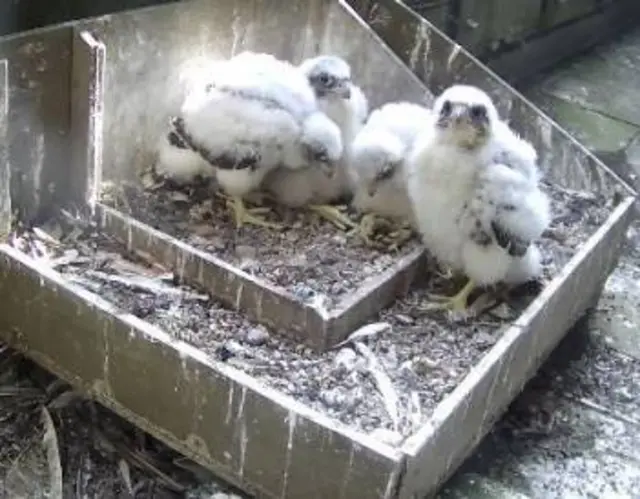 Peregrine chicks
