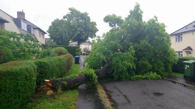 Fallen tree