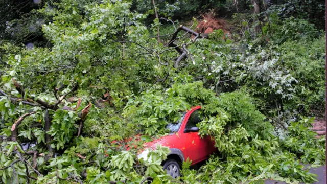 Car under branches of the tree