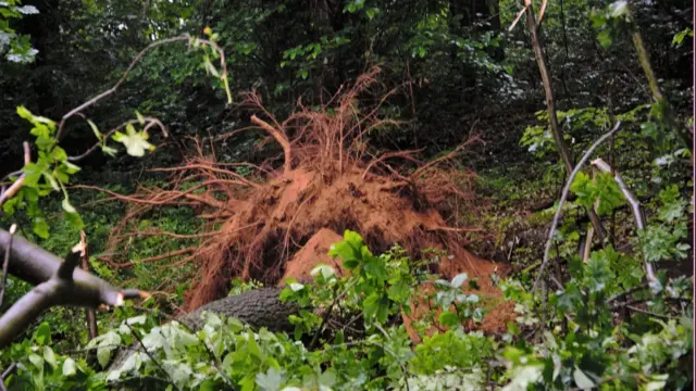 Uprooted stump of tree