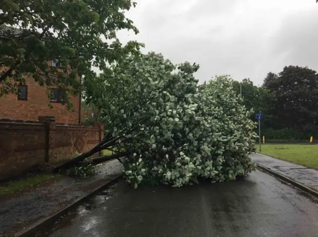 A fallen tree in Loughborough