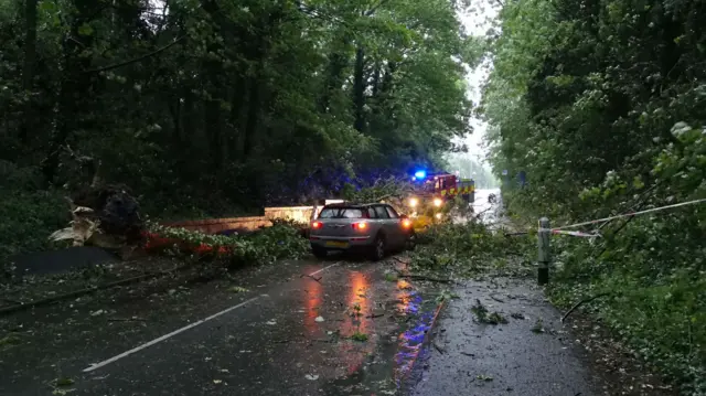 Tree fallen on car