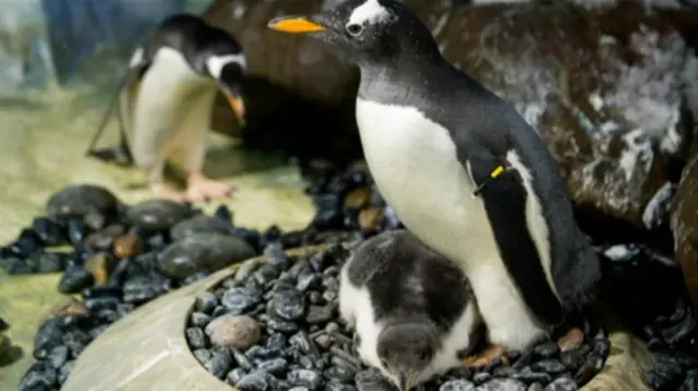 Penguin chick Flash