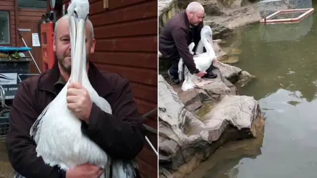 Pelican returned to his enclosure