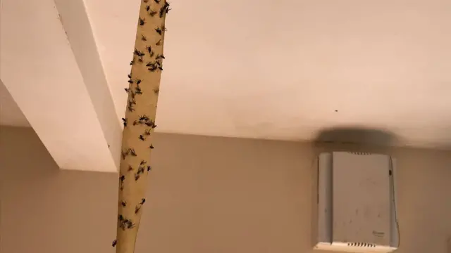 Flies stuck to tape