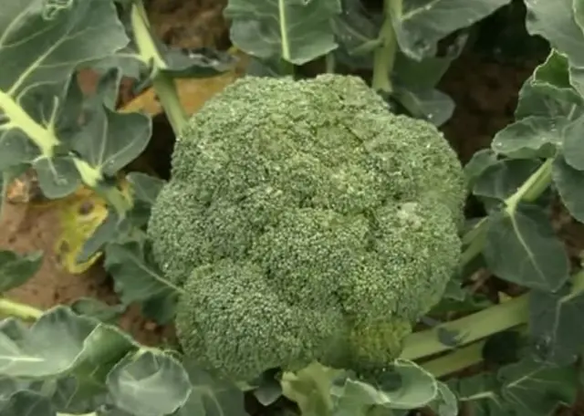 Broccoli