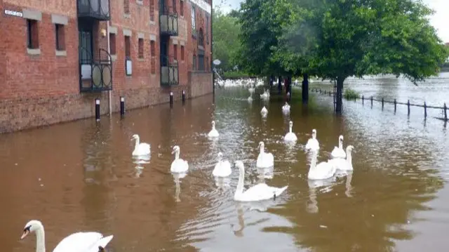 Swans in Worcester