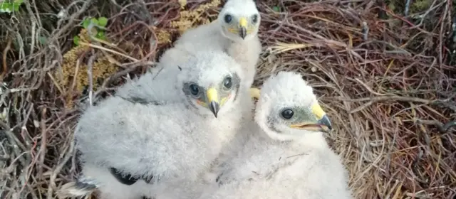 Hen harrier chicks