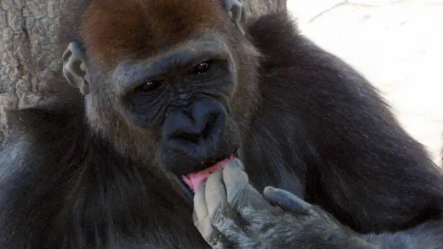 A gorilla putting its hand to its mouth