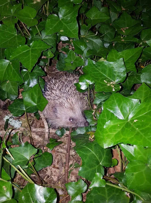 Hedgehog