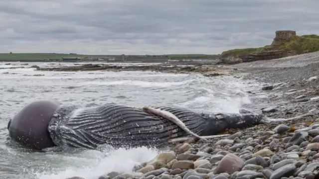 The whale's body came ashore near Scrabster