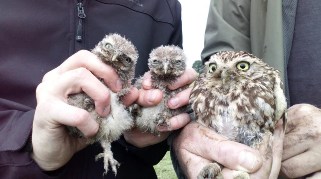 Owlets and mum (on right)