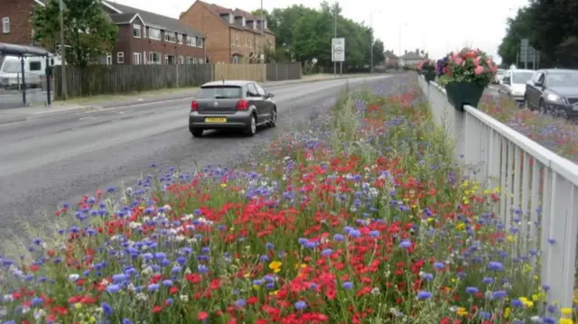 The wildflowers