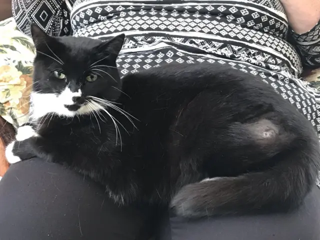 Nev the cat with his healing wound