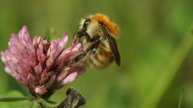 Brown-Banded Carder Bee