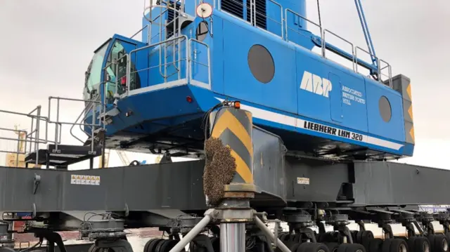 Bees on a crane