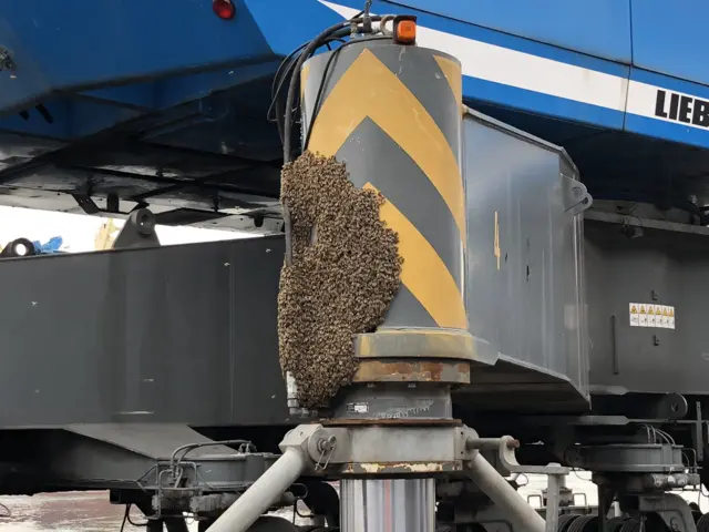 A close-up of the bees