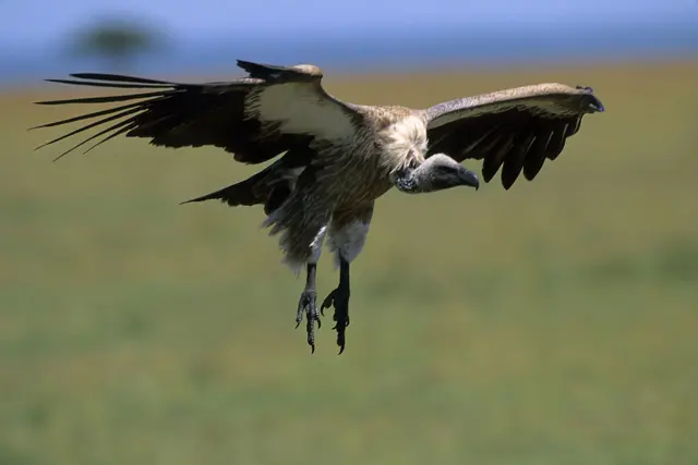 White-backed vulture