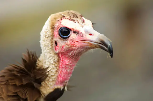 Hooded vulture