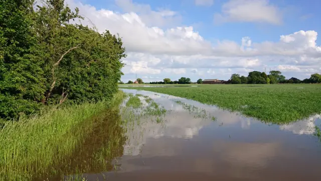 wet crops