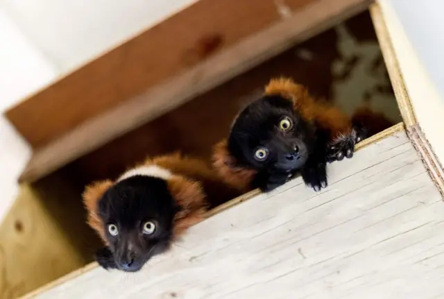 red ruffed lemurs