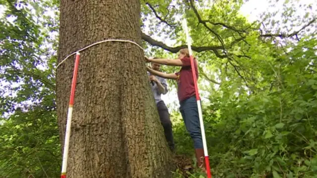 Tree being measured