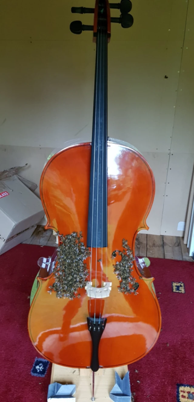 Bees in a cello