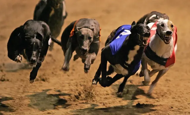 Greyhound race. Pic: Mark Lees/PA