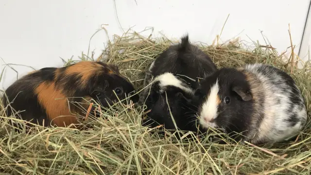 Guinea pigs