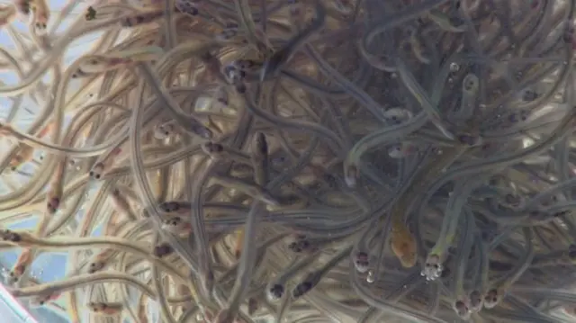 Loads of eels