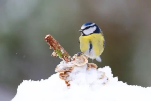 A Blue Tit perching on a snowy branch