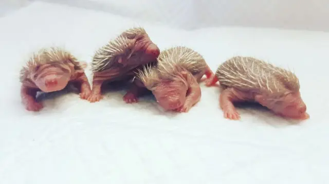 Hedgehogs