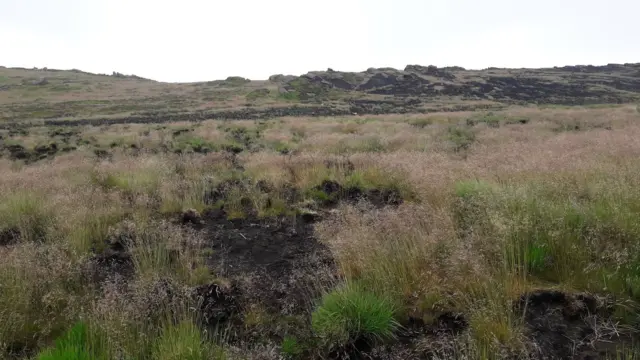 Signs of new growth on the Roaches