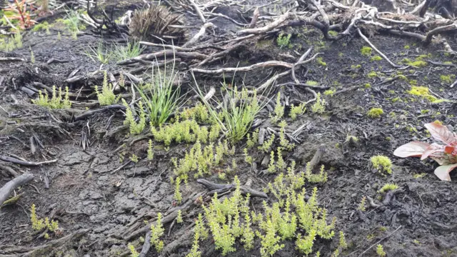 Signs of life on the Roaches