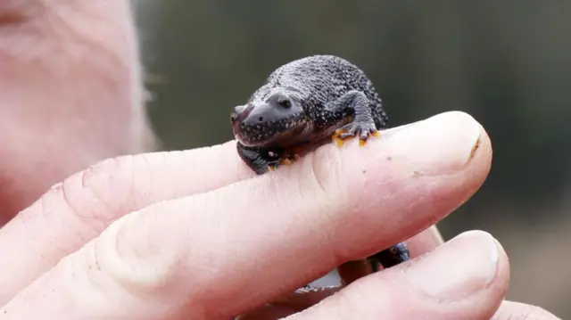 A great crested newt on a man's hand