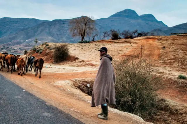 A mohair farmer with his cattle