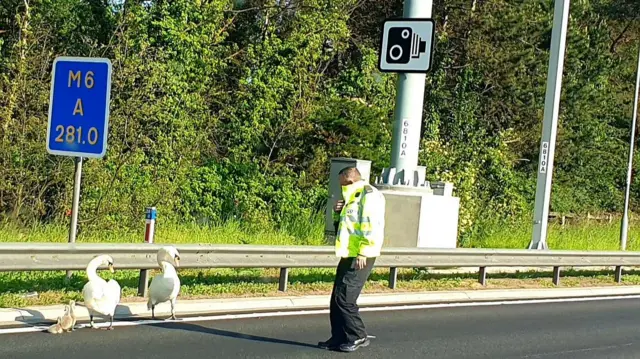 Swans on the motorway